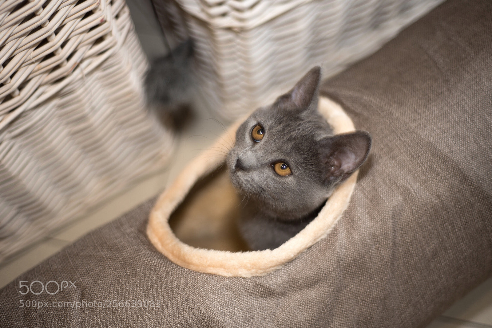 Nikon D750 sample photo. Chartreux cat photography