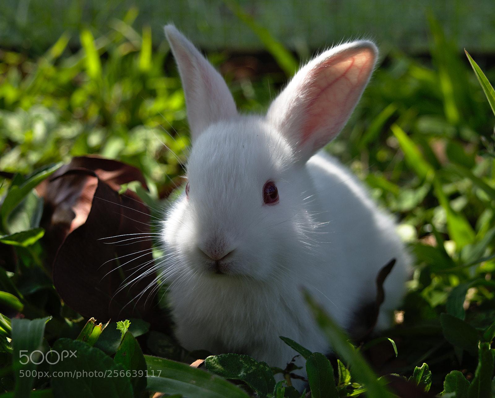 Nikon D7200 sample photo. Cute baby rabbit photography
