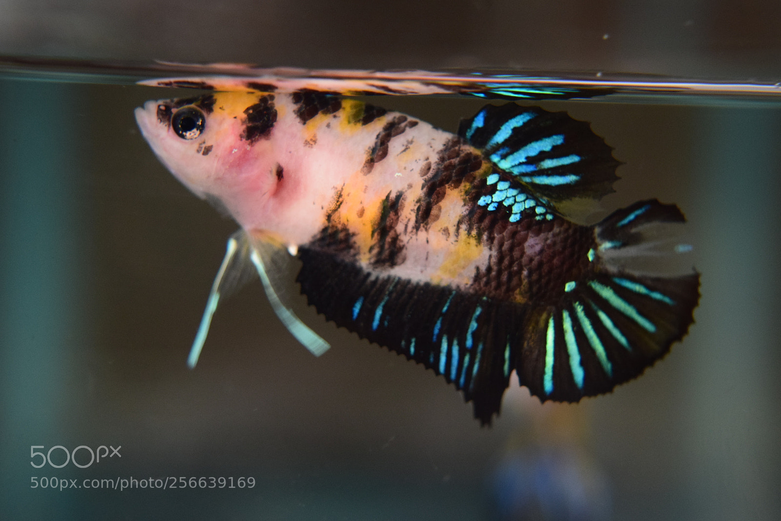 Nikon D3300 sample photo. Betta fish photography