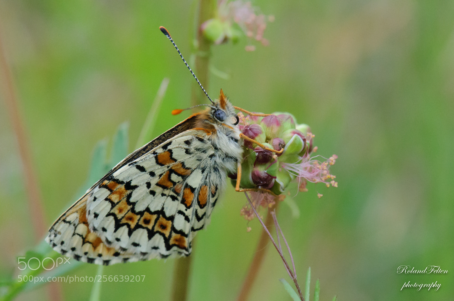 Nikon D90 sample photo. Fritillary photography