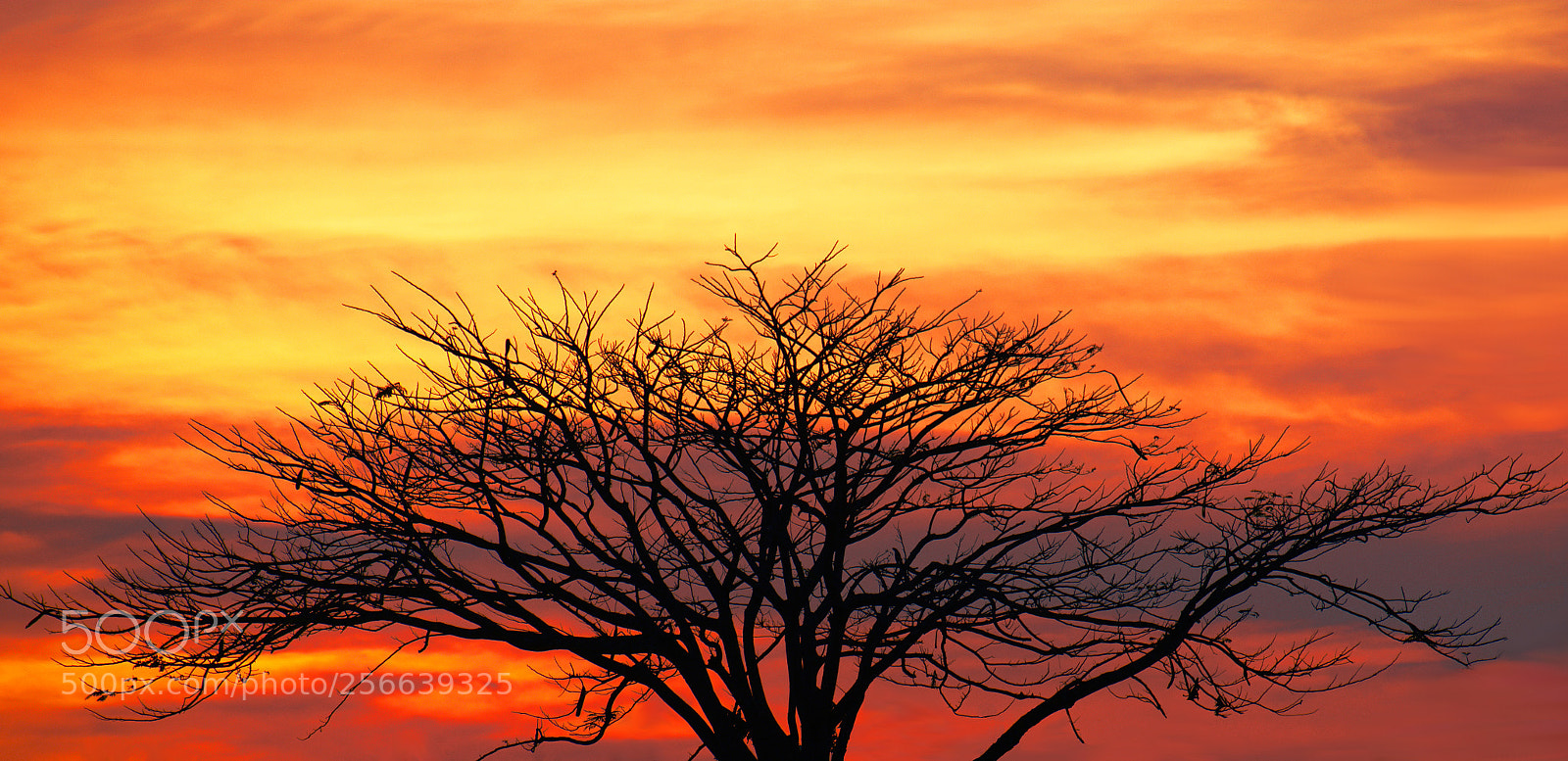 Nikon D7200 sample photo. A dead tree back photography