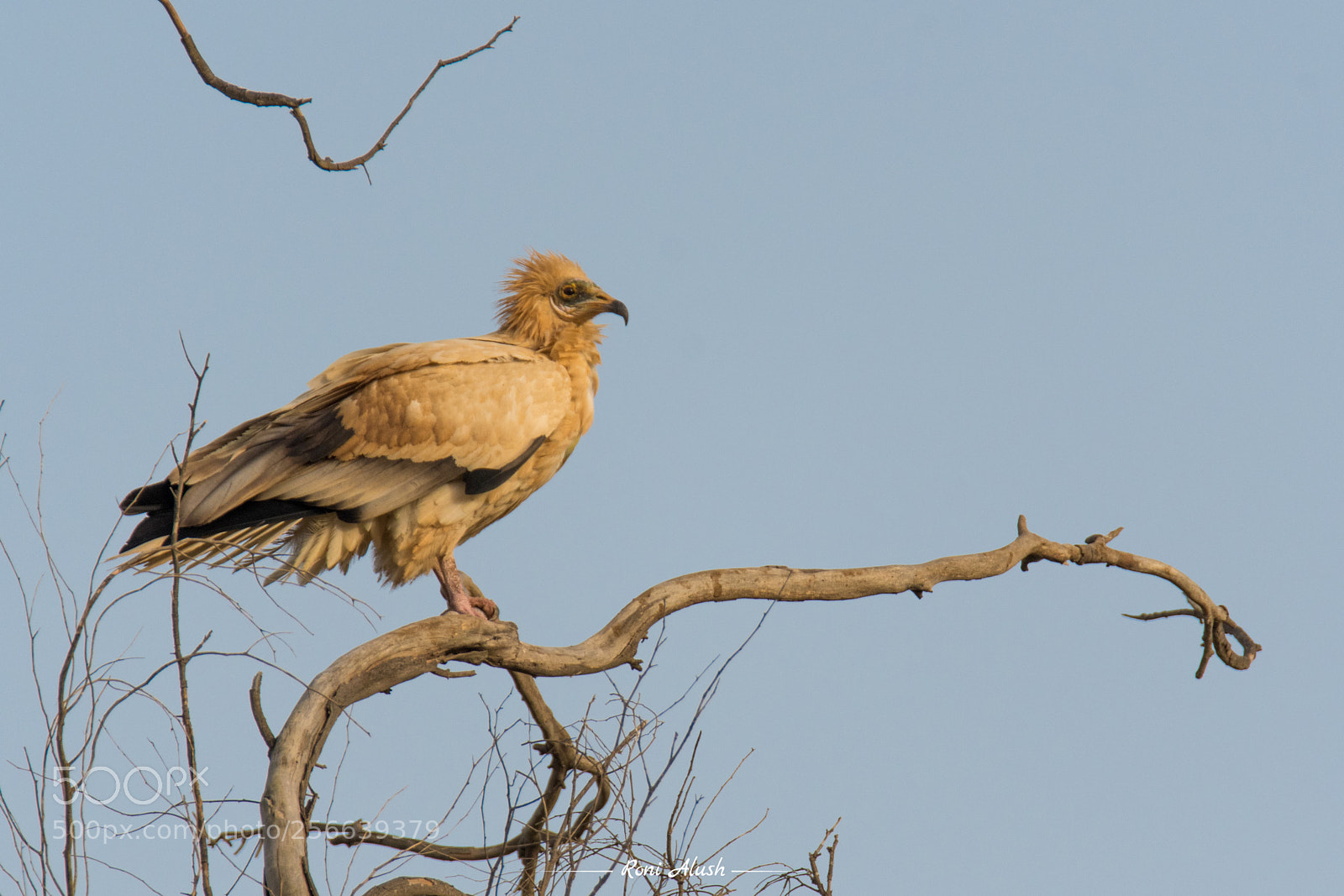 Nikon D500 sample photo. Egyptian vulture photography