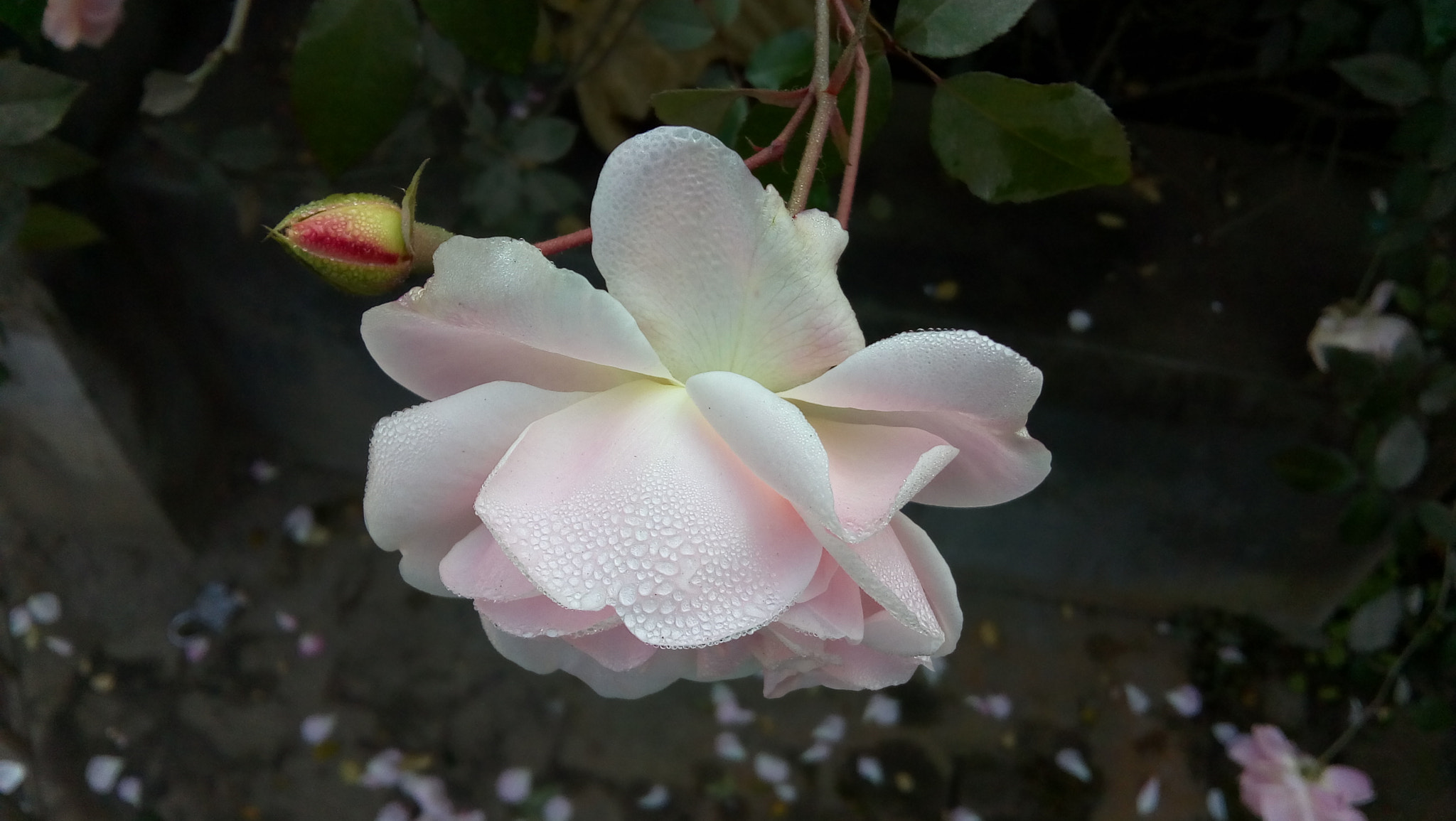 Motorola Moto E4 sample photo