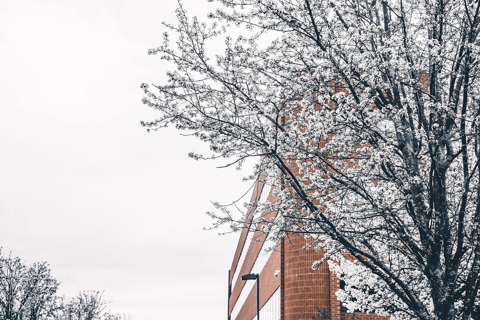 Sony a7R III sample photo. I could get used photography