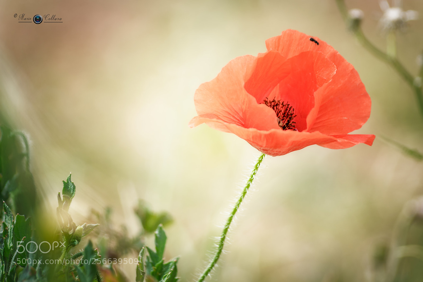Nikon D3100 sample photo. Simply poppy photography