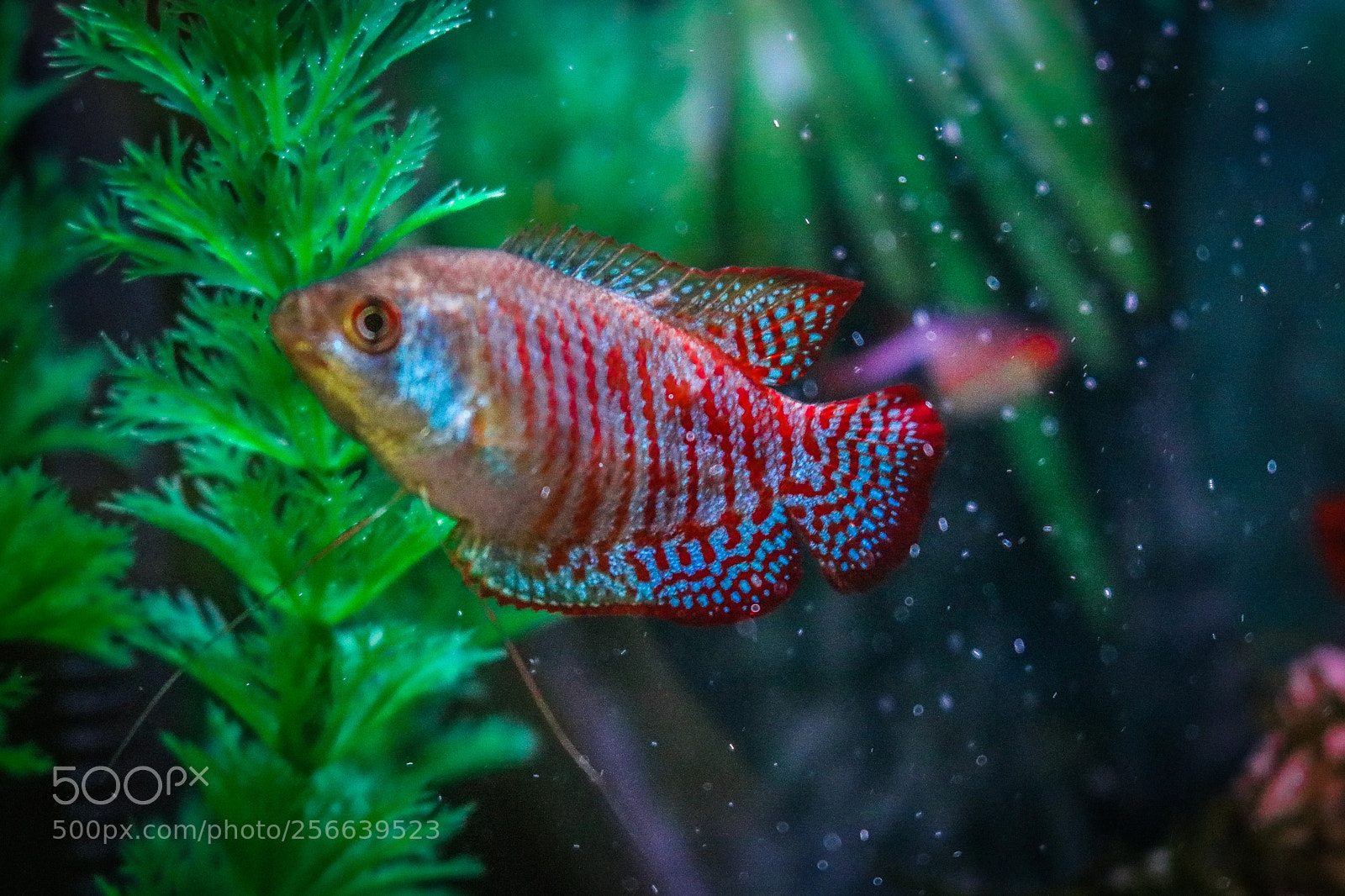 Canon EOS 750D (EOS Rebel T6i / EOS Kiss X8i) sample photo. Dwarf  gourami photography