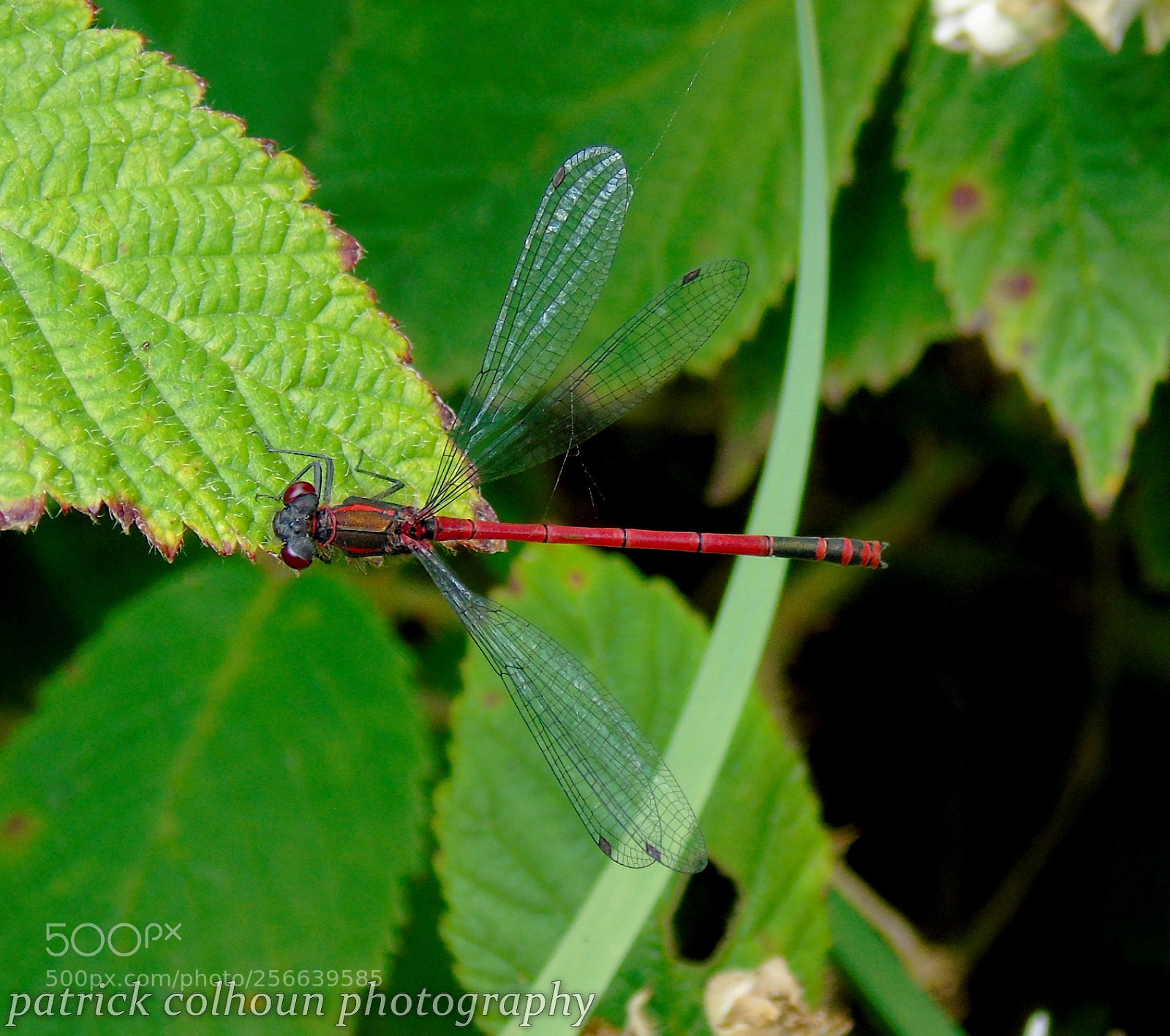 Sony Cyber-shot DSC-H400 sample photo. Large red damselfly photography