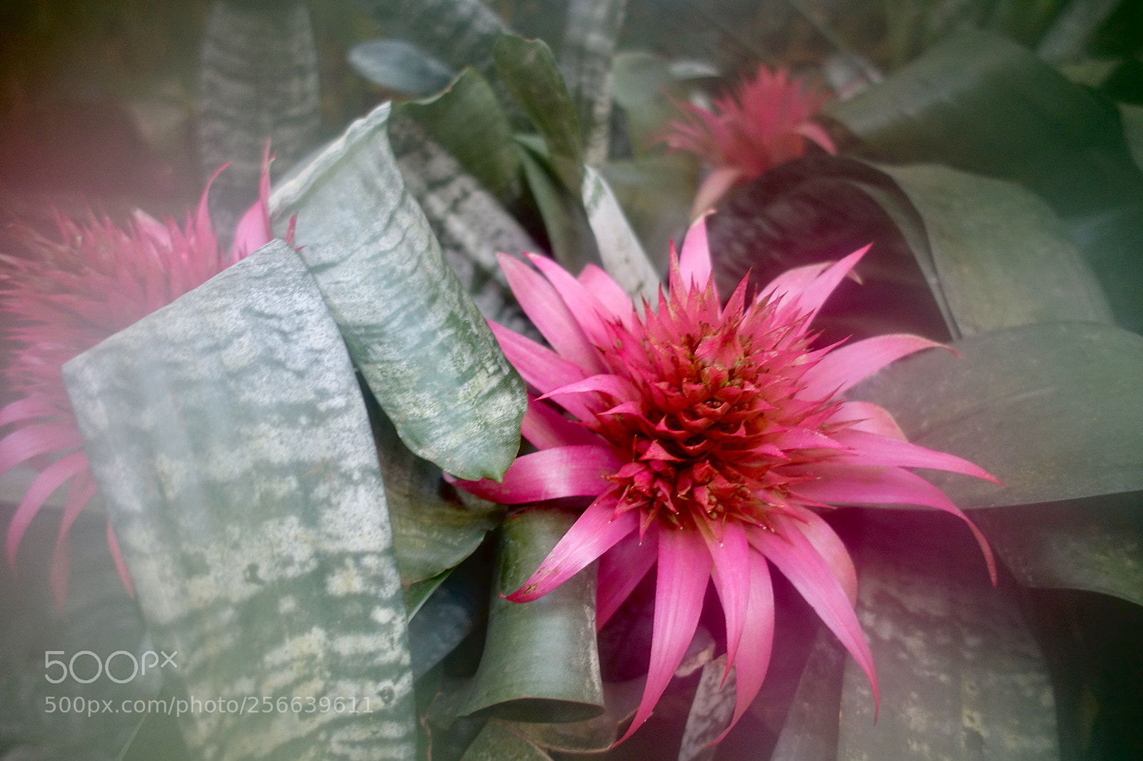 Sony Cyber-shot DSC-RX100 III sample photo. Kew garden photography