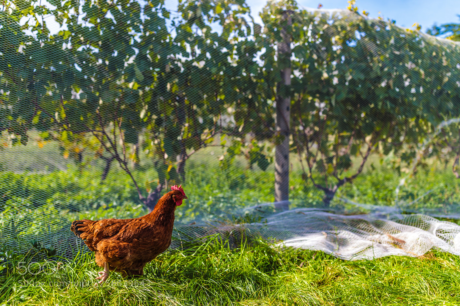 Canon EOS 5D Mark IV sample photo. Wine cock photography