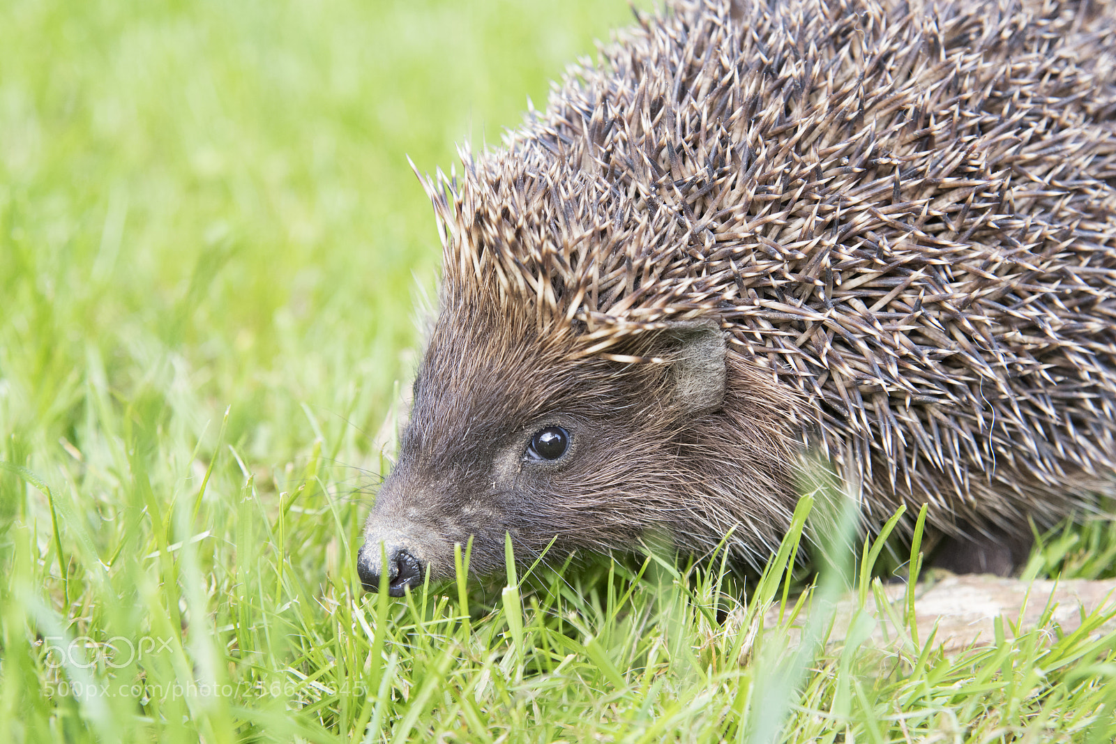 Nikon D500 sample photo. Hedgehog photography