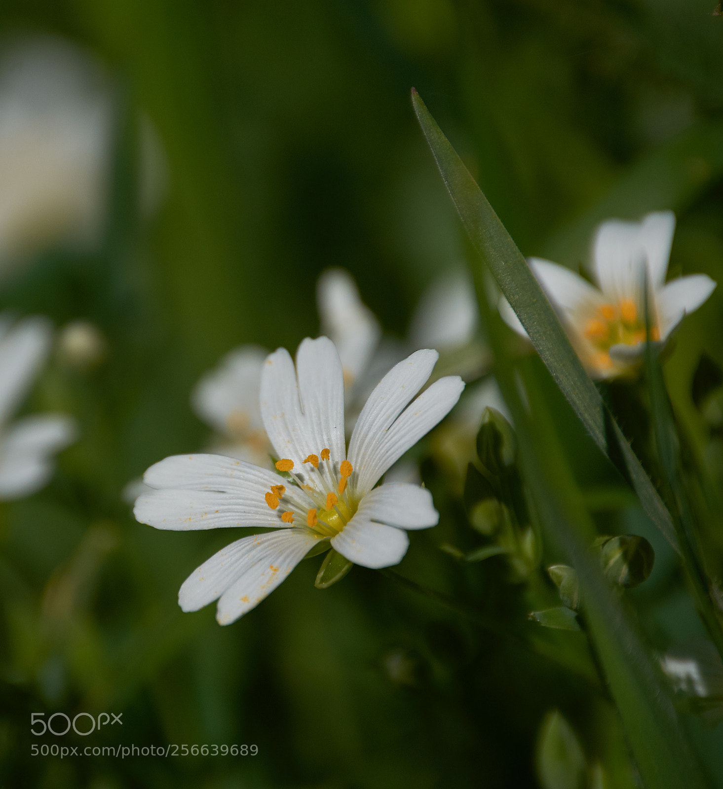 Nikon D7200 sample photo. Stitchwort photography
