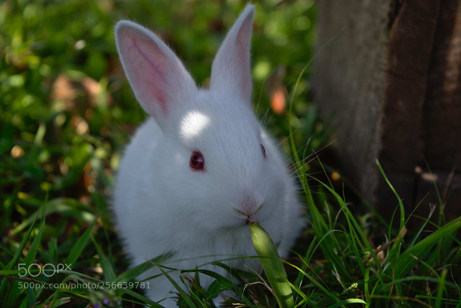 Nikon D7200 sample photo. Cute baby rabbit photography