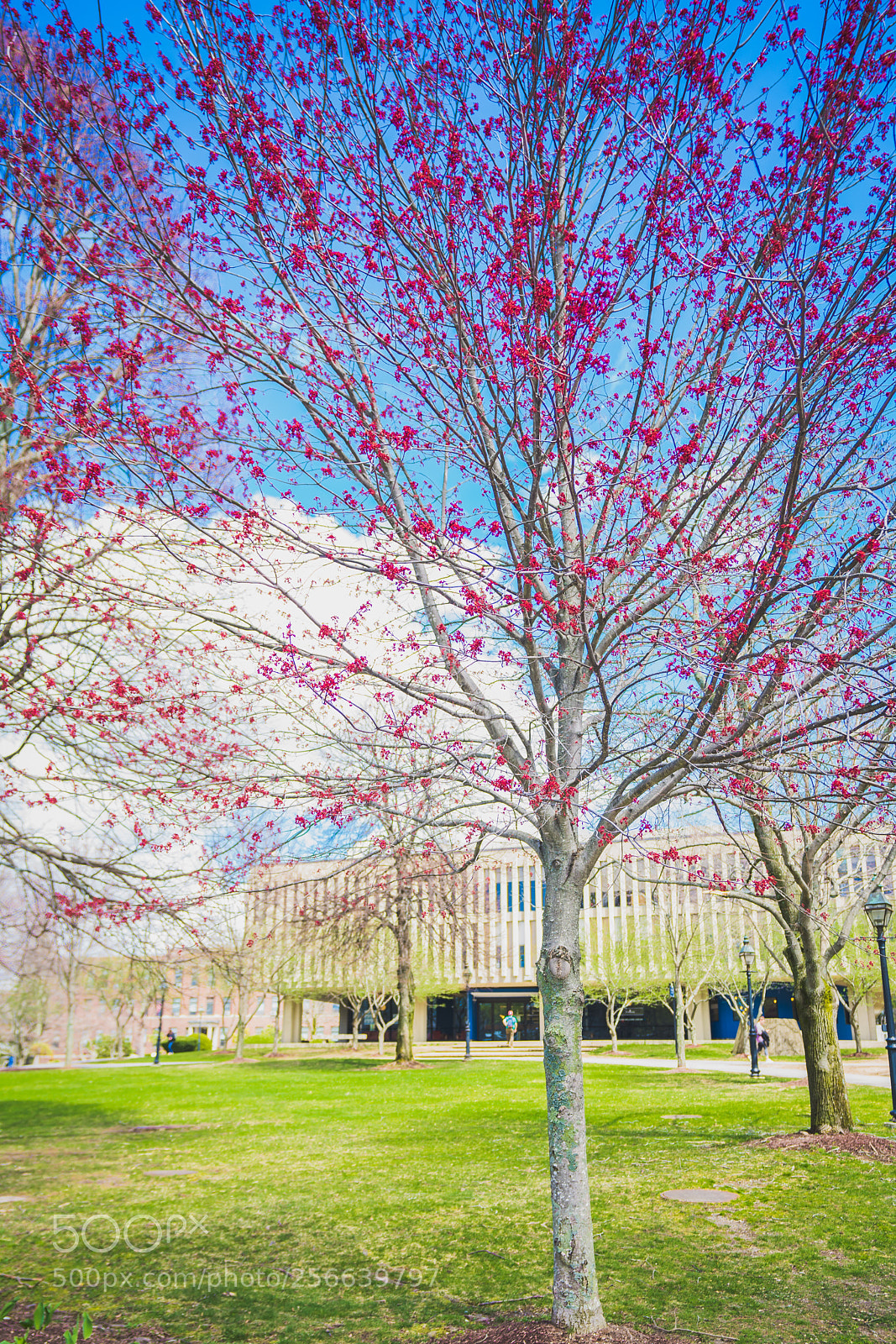 Sony a7R III sample photo. Spring is here  photography
