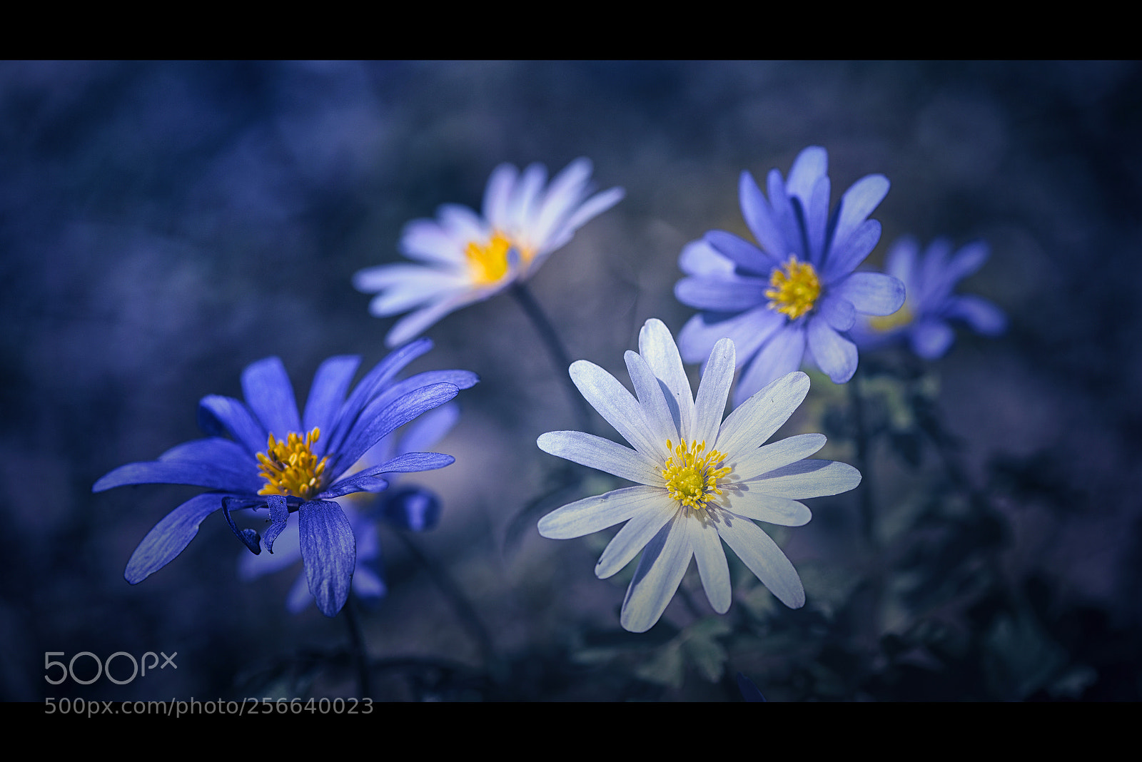 Nikon D810 sample photo. Blue... photography