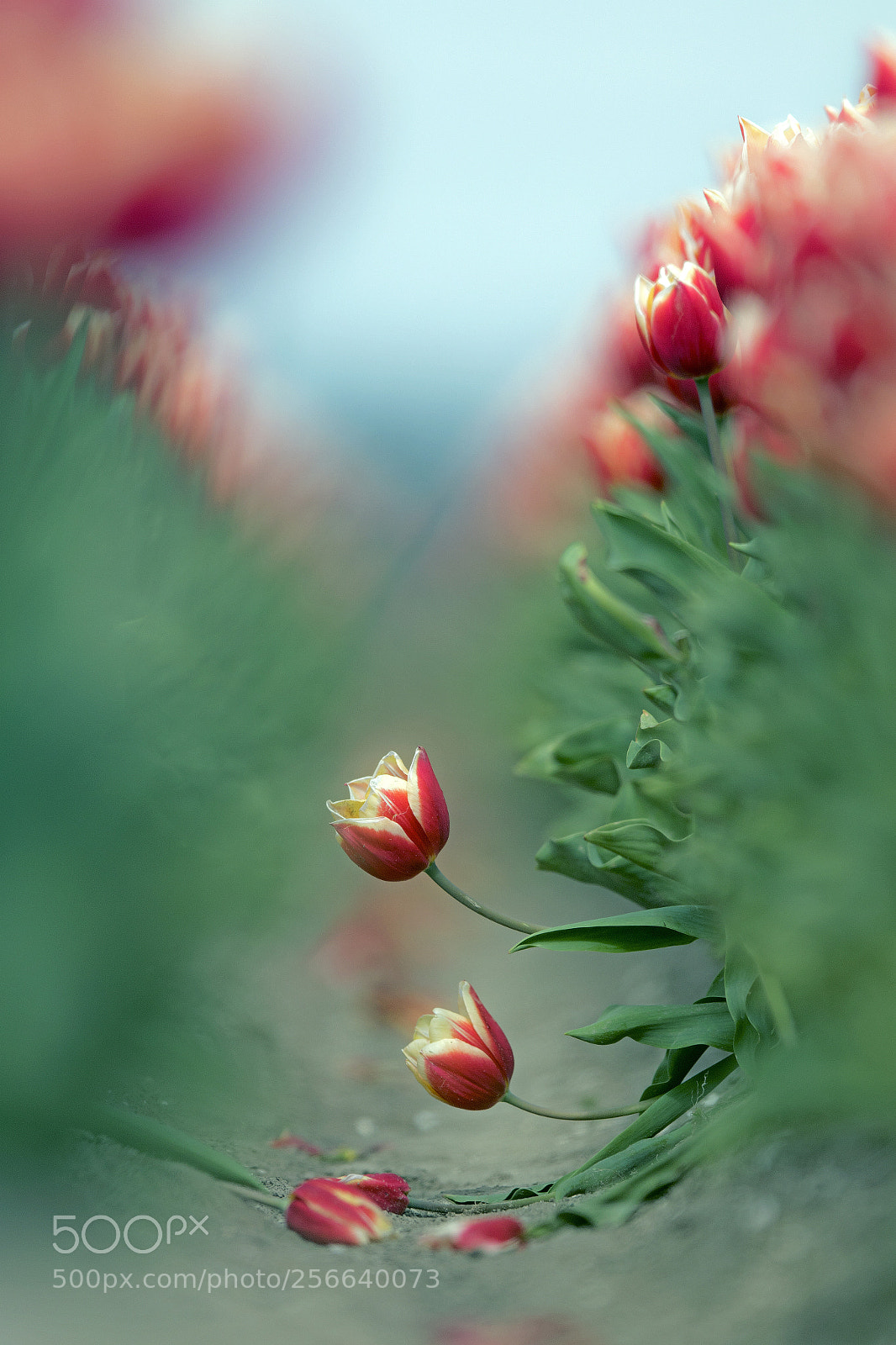 Canon EOS 7D Mark II sample photo. Lonely tulip ii photography