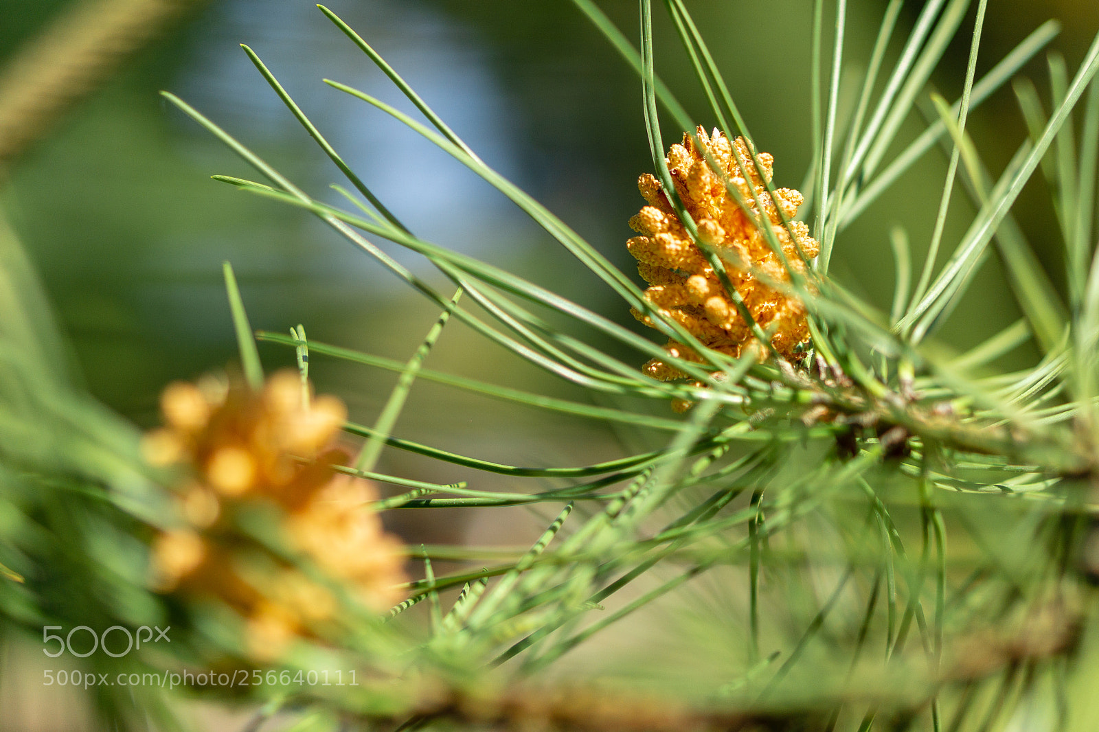Sony a6000 sample photo. Pine cone photography