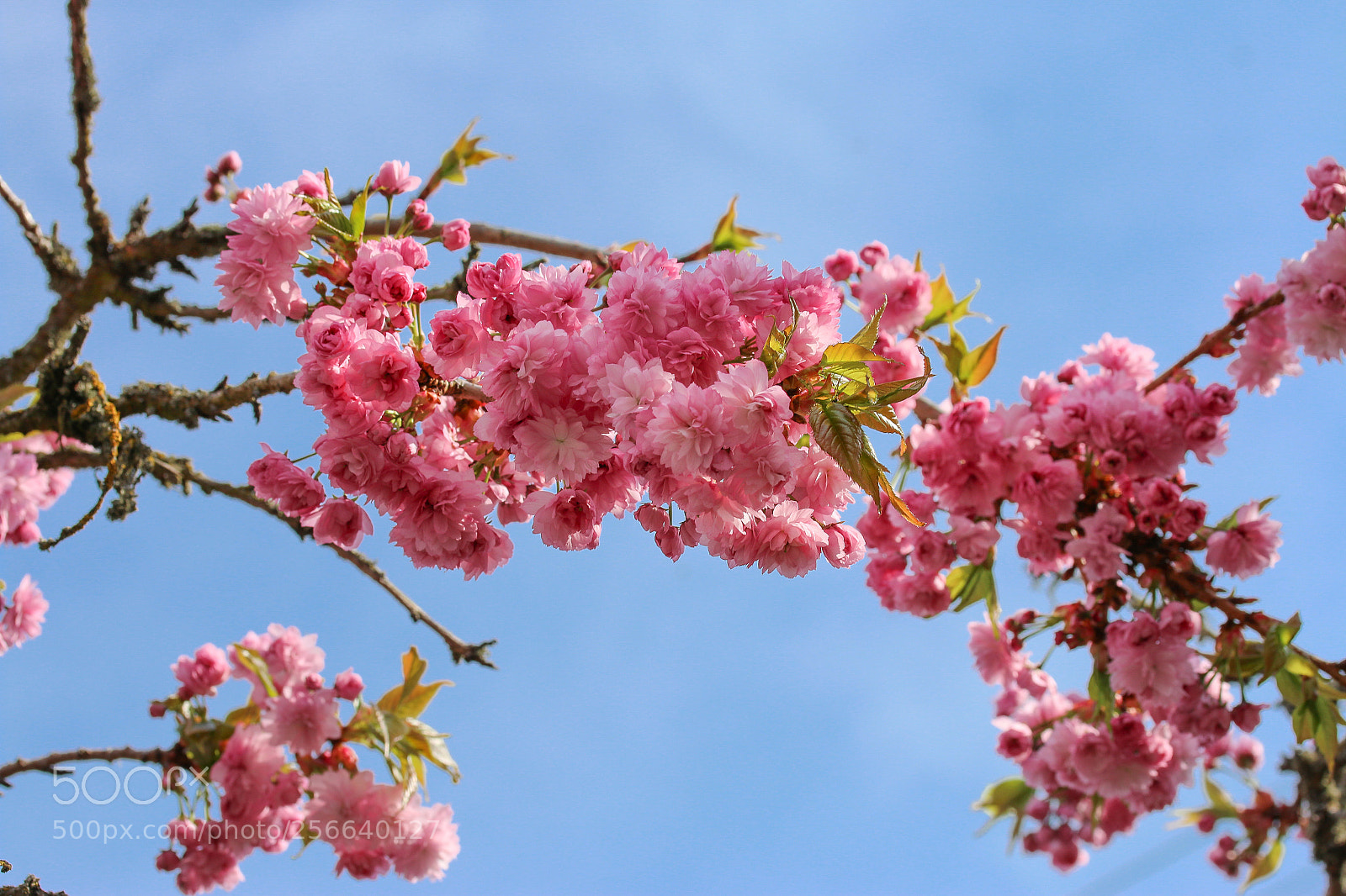 Canon EOS 70D sample photo. Japanese cherry photography