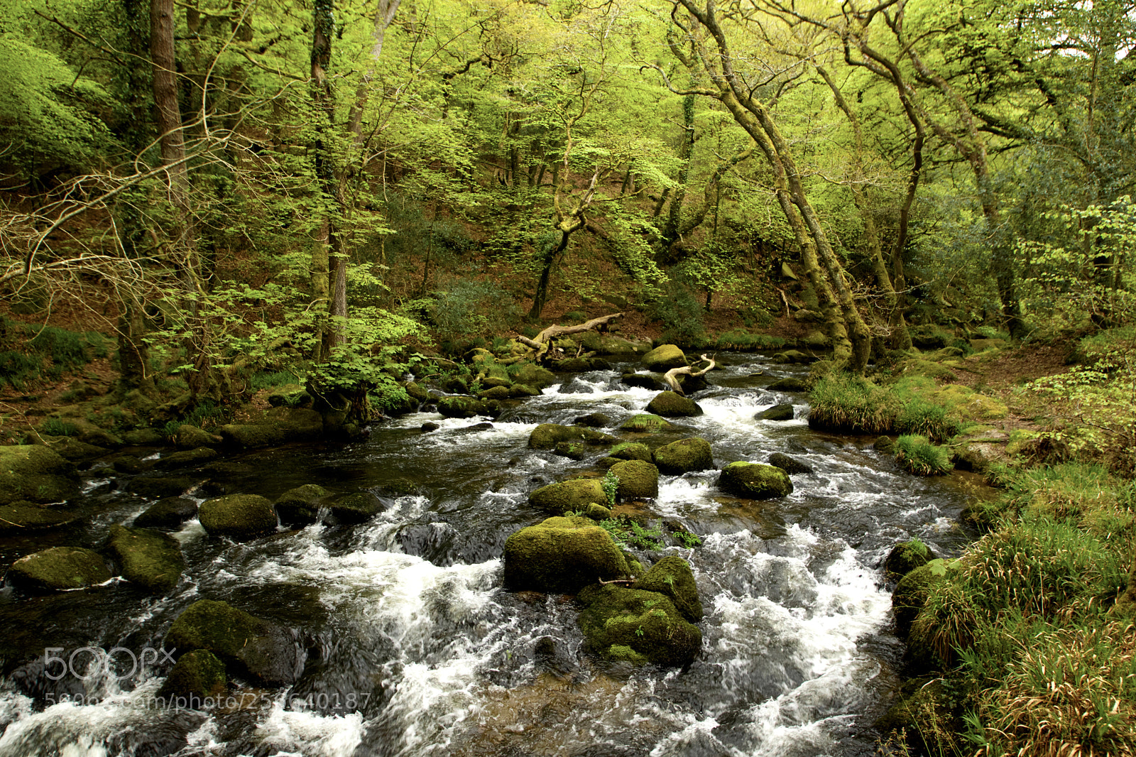 Nikon D3300 sample photo. Spring in a dartmoor photography