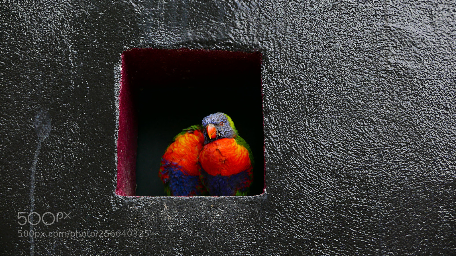 Panasonic Lumix DMC-LX100 sample photo. Funny parrot photography