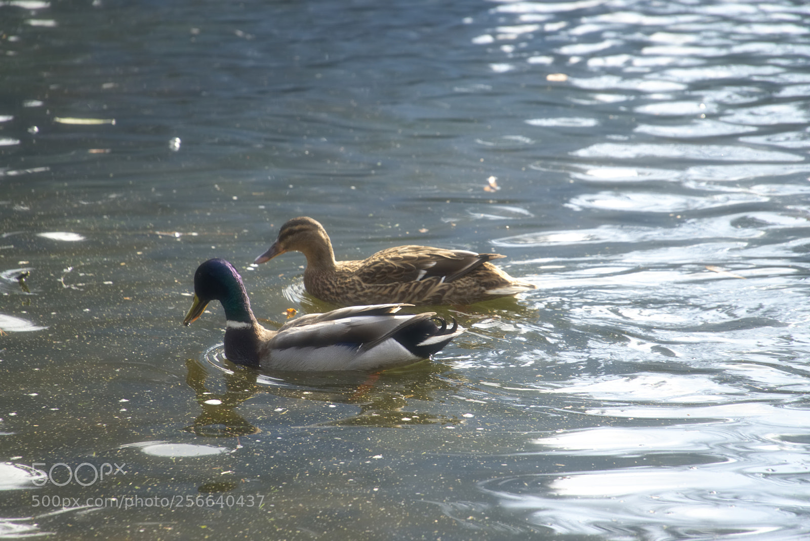 Sony a6000 sample photo. Ducks photography