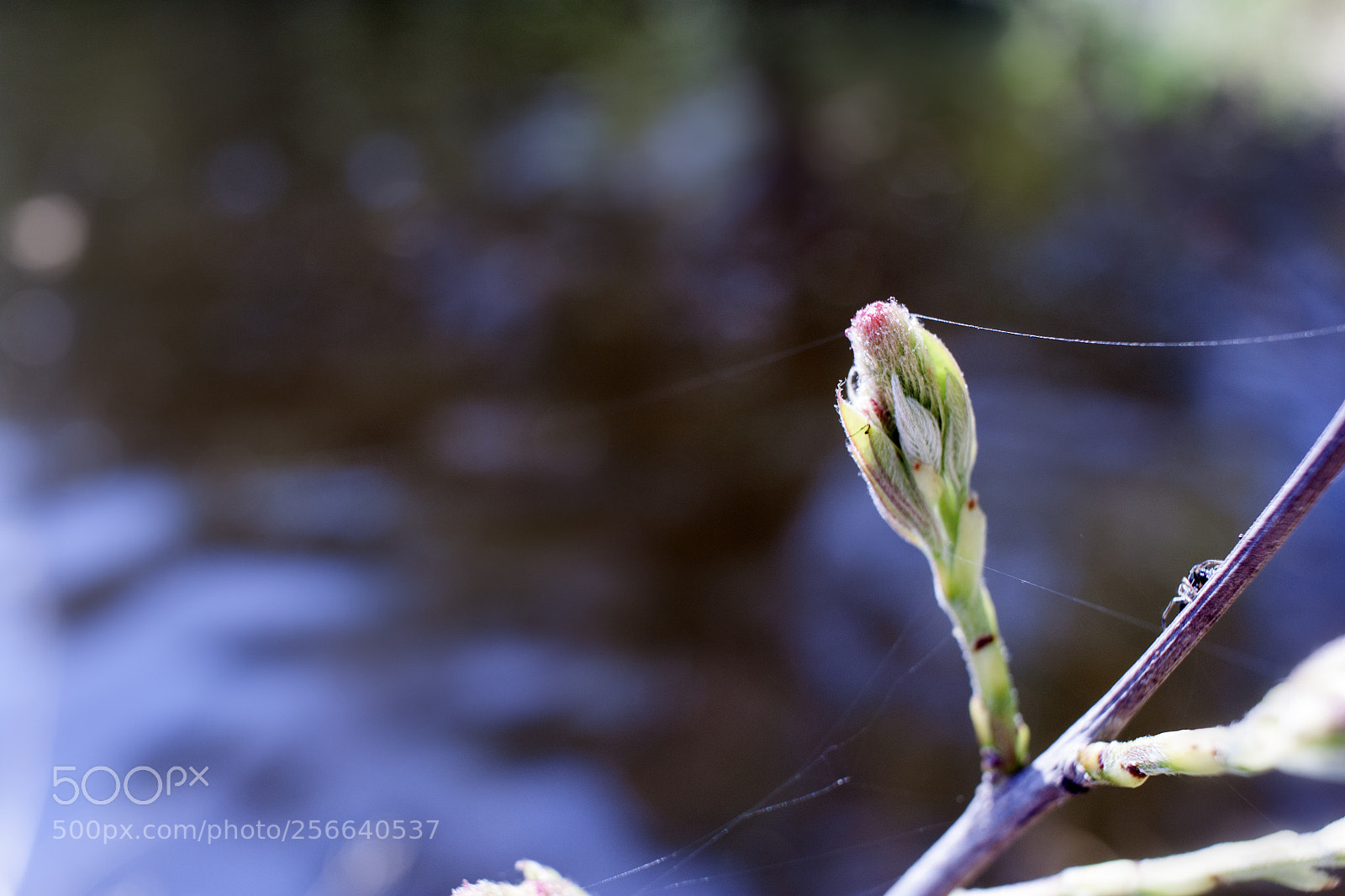 Canon EOS 500D (EOS Rebel T1i / EOS Kiss X3) sample photo. The first spring leaves photography