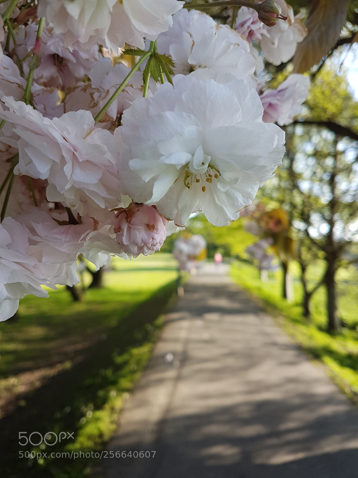 Samsung Galaxy S7 sample photo. Blossom photography
