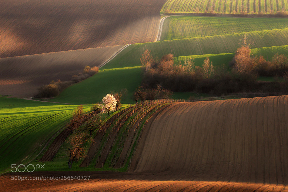 Canon EOS 6D sample photo. Moravian tuscany photography