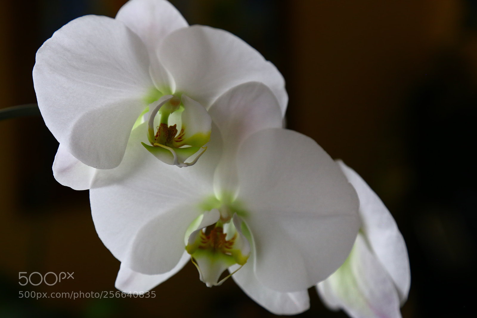 Canon EOS 6D + Canon EF 24-105mm F4L IS USM sample photo. Untitled photography