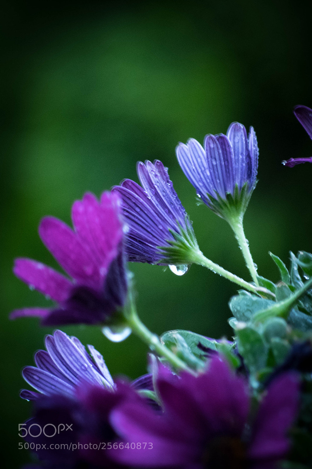 Pentax K-S2 sample photo. After rain photography