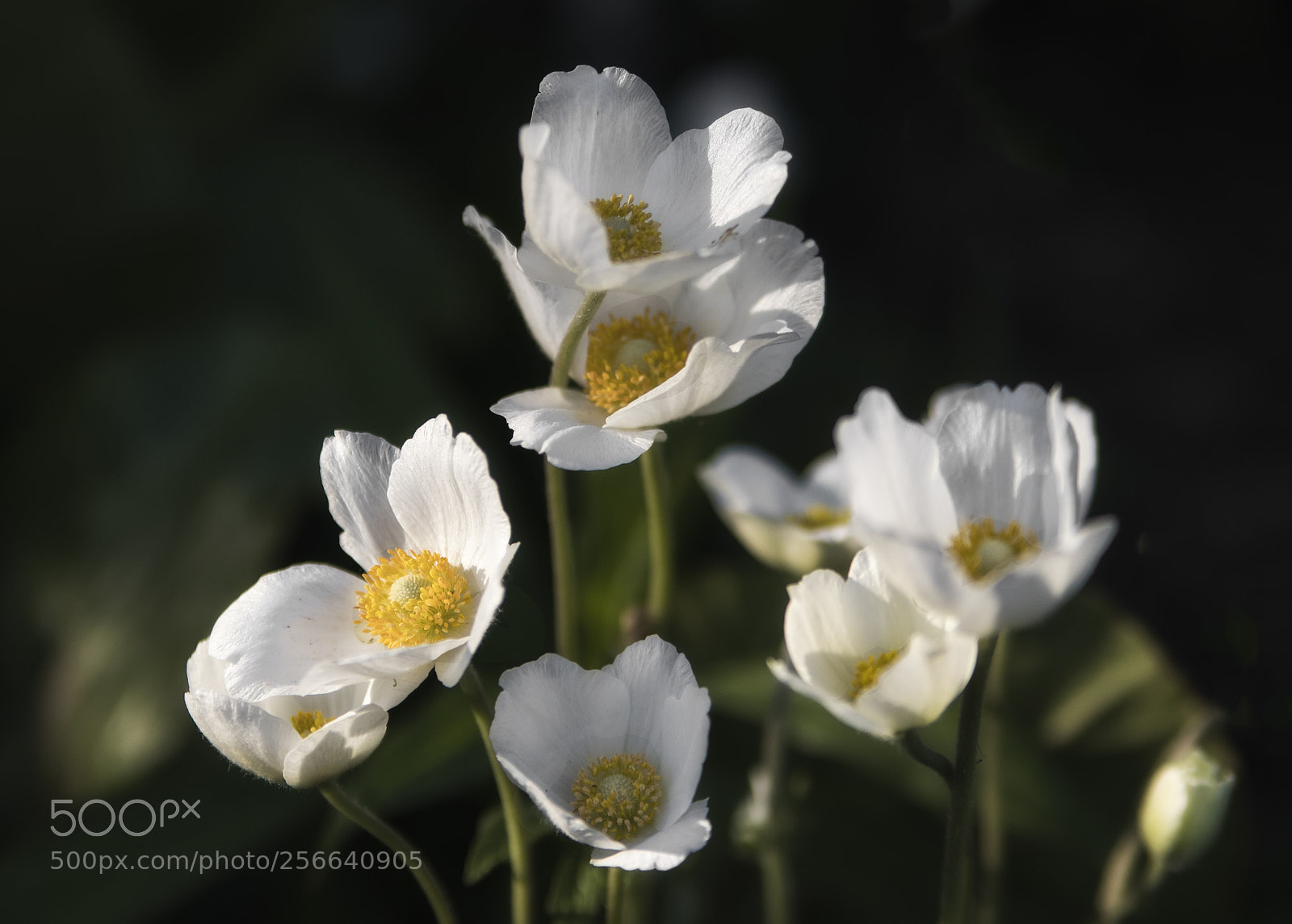 Canon EOS 80D sample photo. Untitled photography