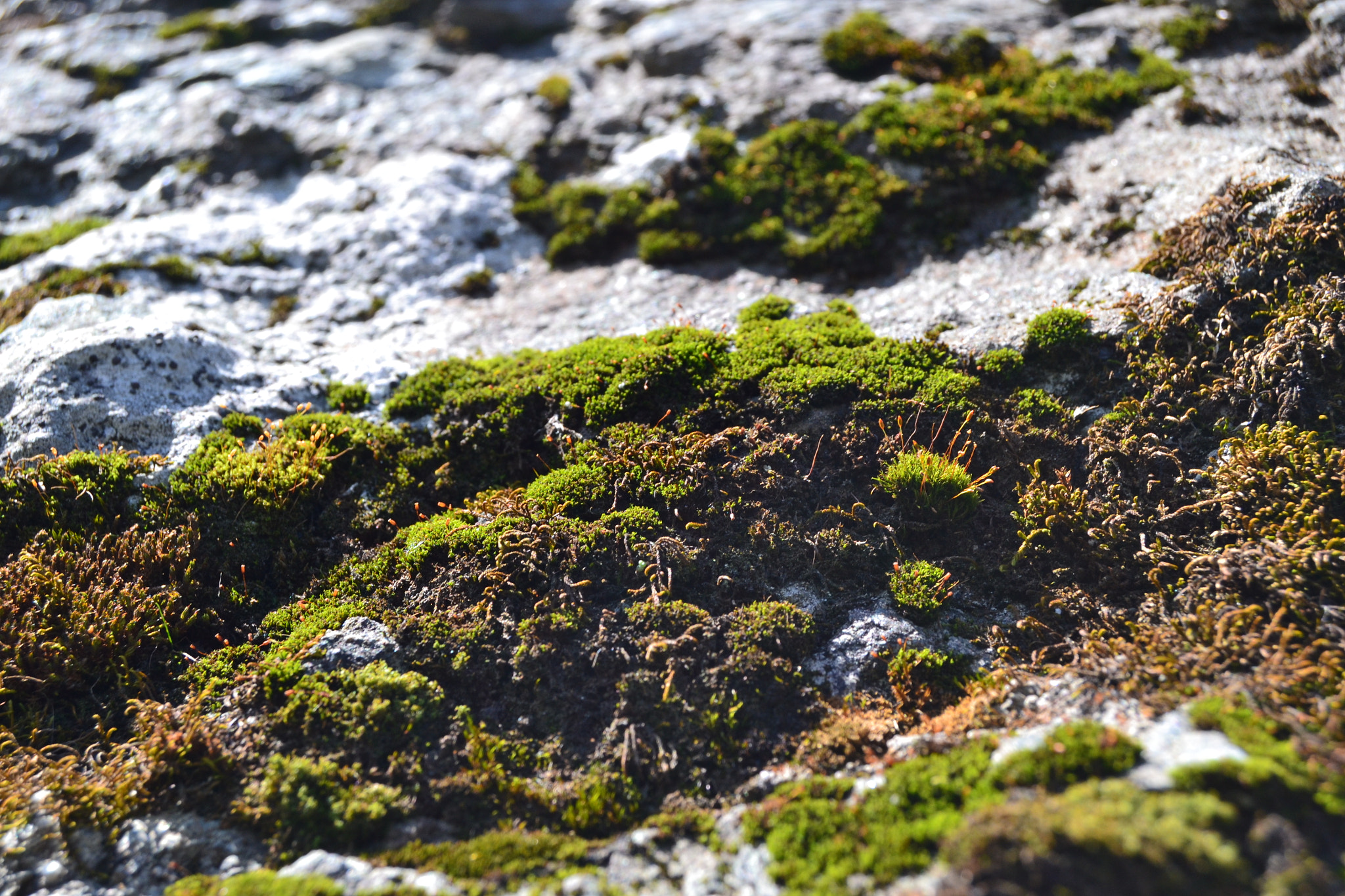 Nikon D3100 sample photo. Moss photography
