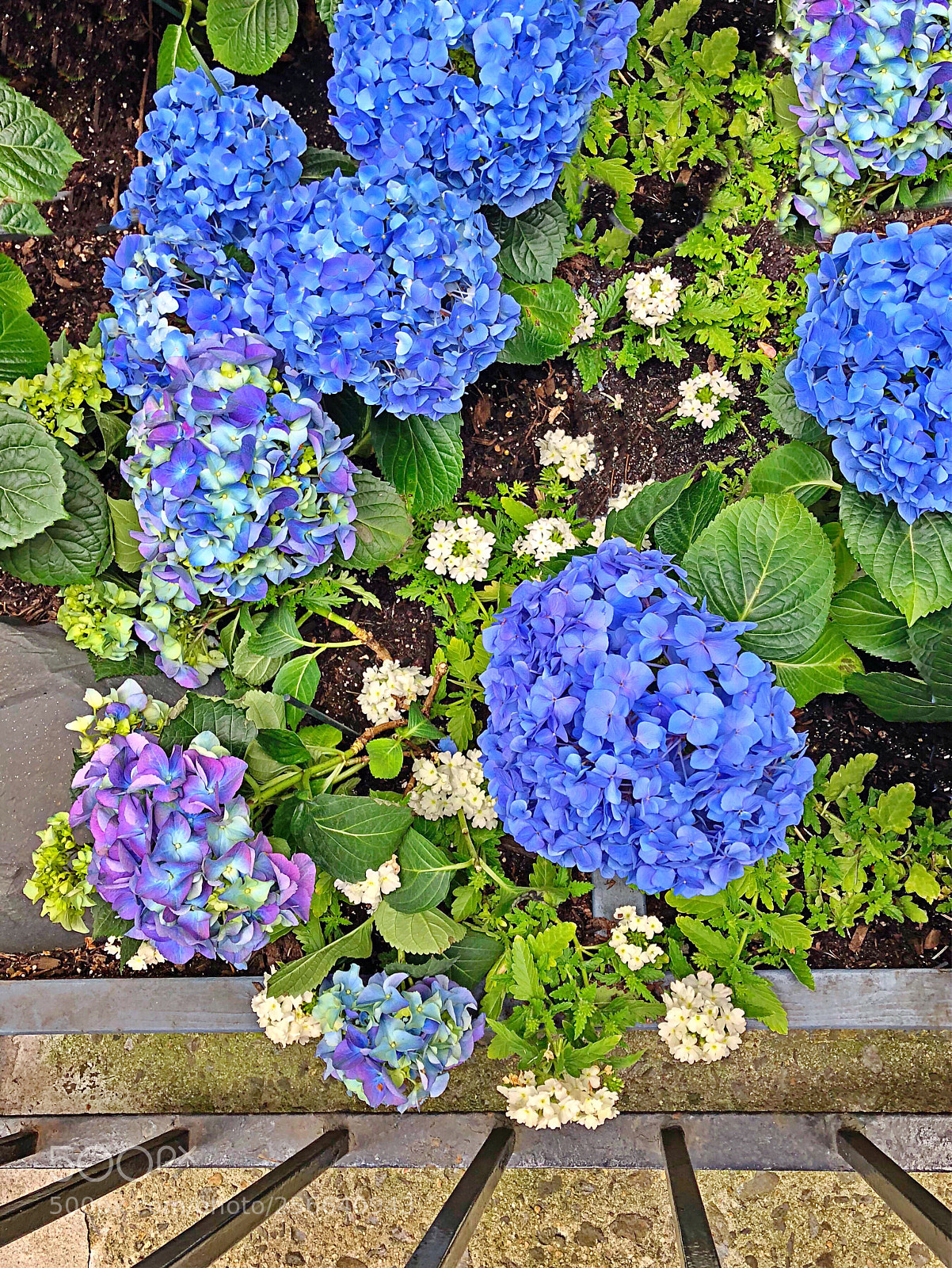 Apple iPhone X sample photo. Flowers photography