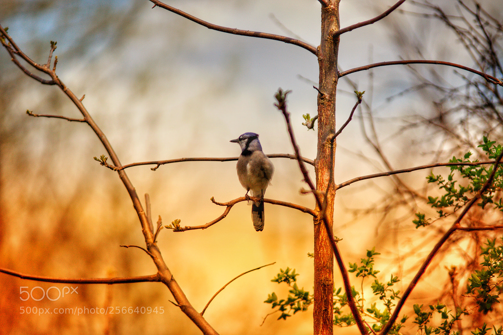 Canon EOS 50D sample photo. Bird at sunset photography