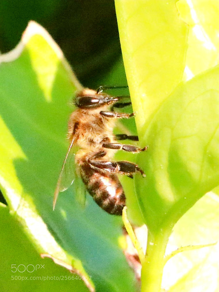 Canon EOS 80D sample photo. Bee photography