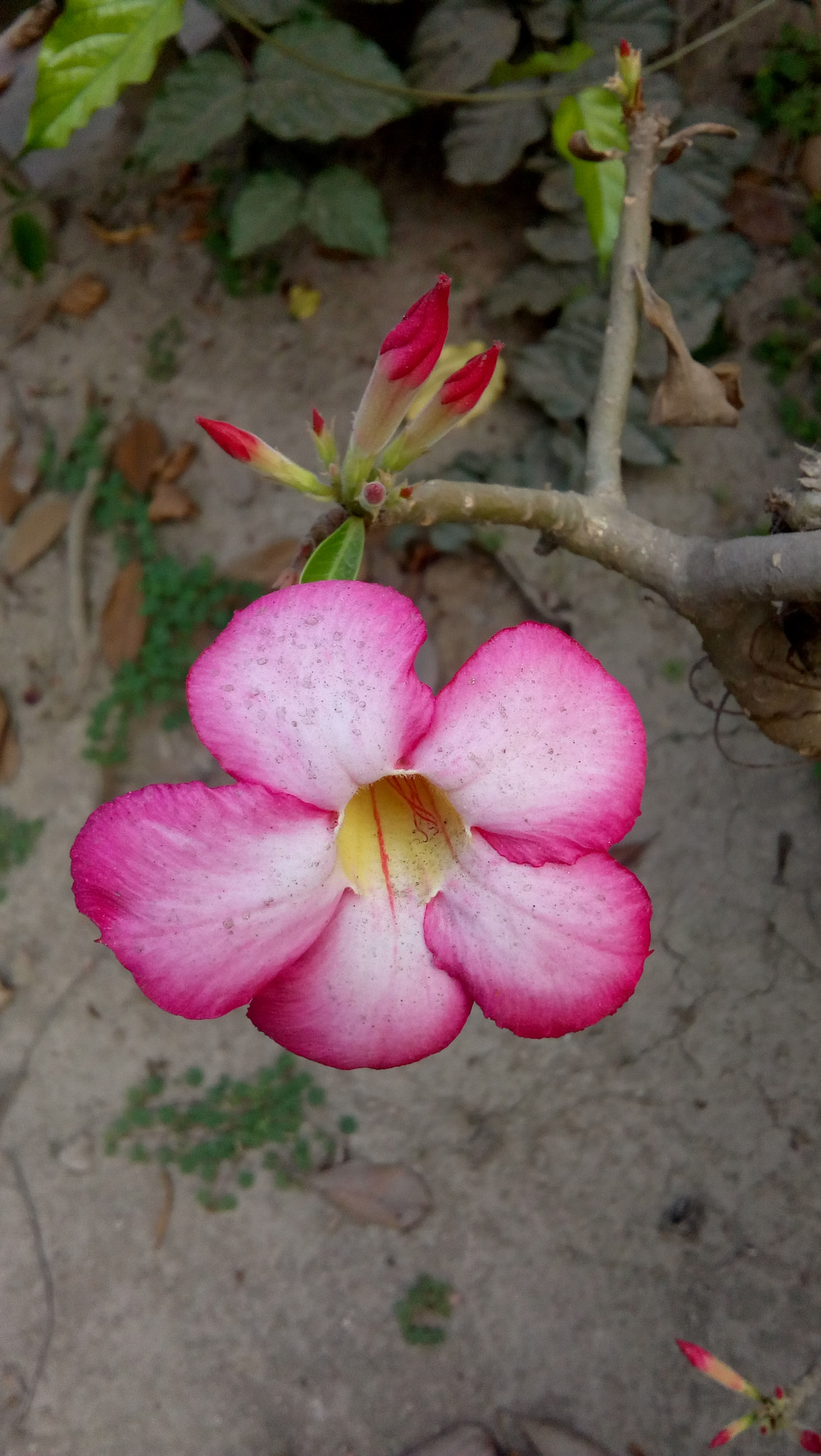 Motorola Moto E4 sample photo