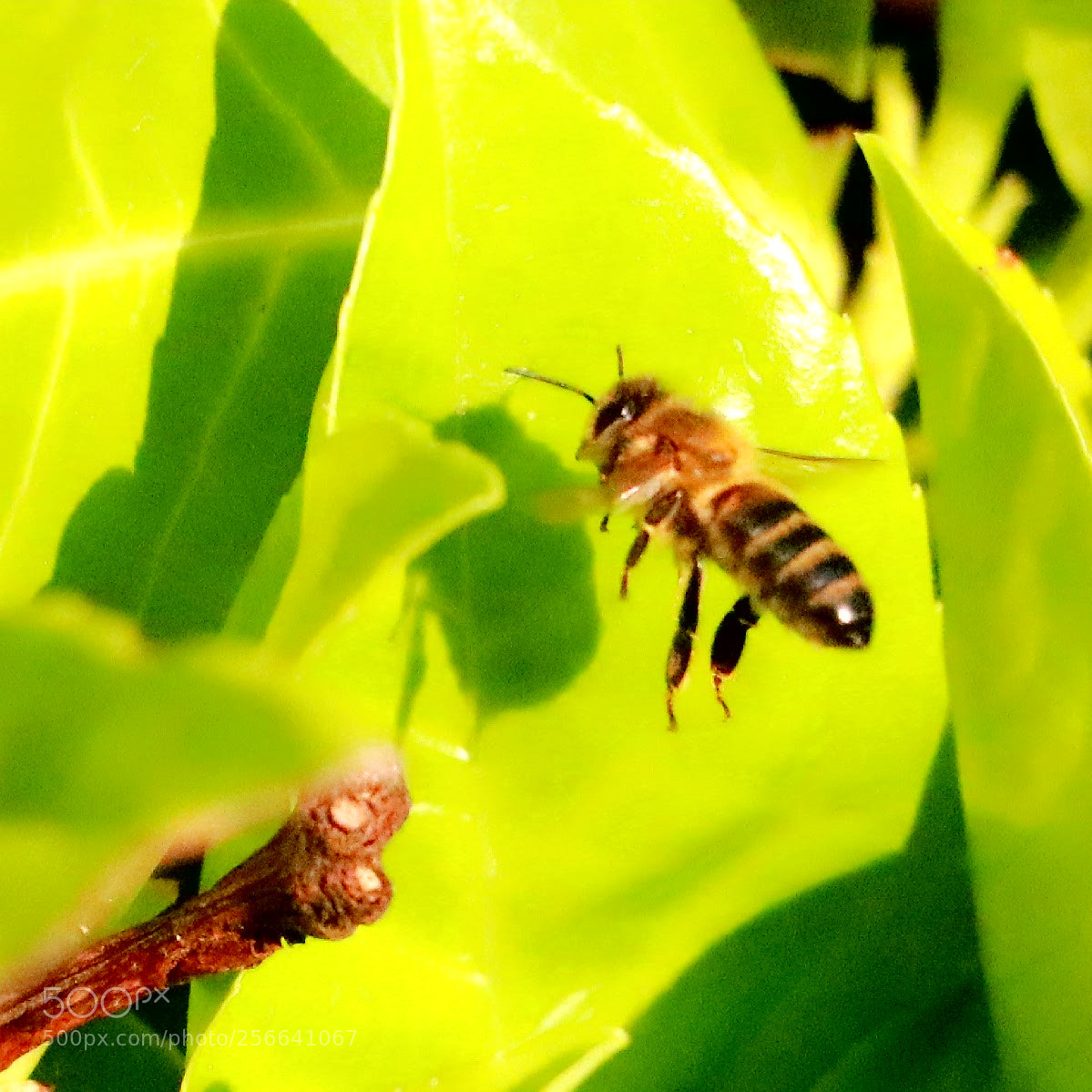 Canon EOS 80D sample photo. Bee flying photography