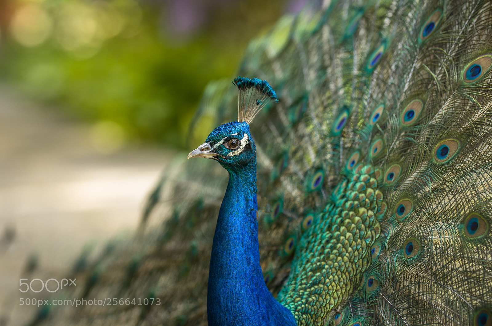 Nikon D5100 sample photo. Peacock photography