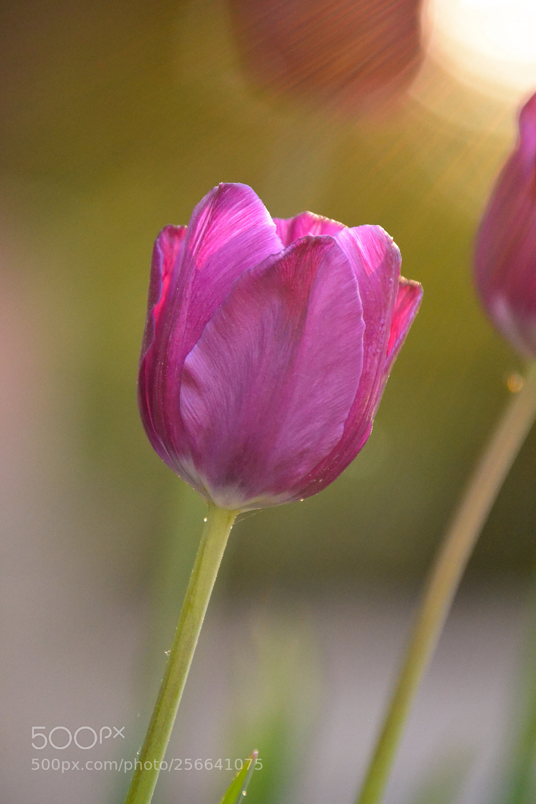 Nikon D3100 sample photo. Pink tulip  photography