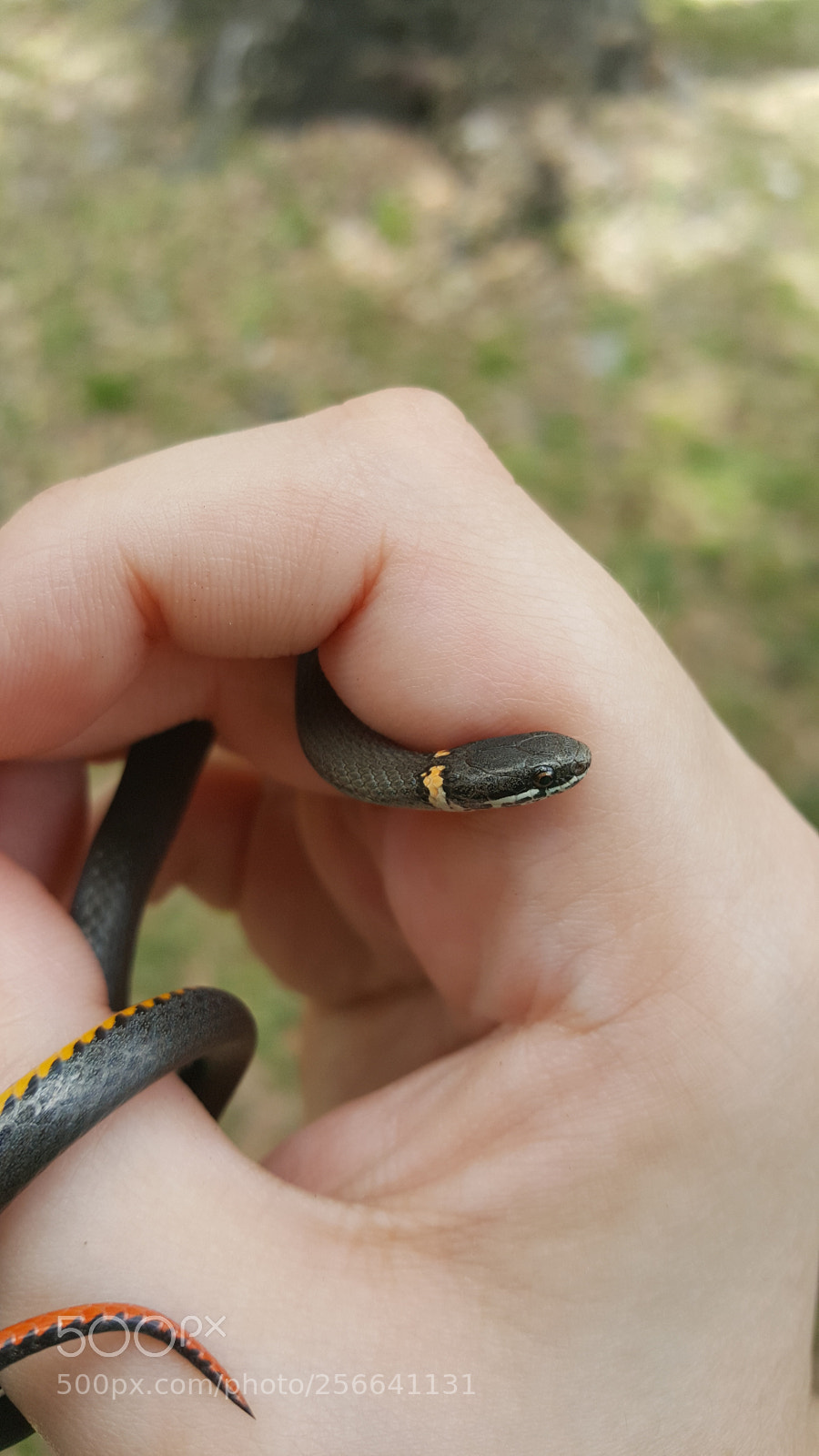 Samsung Galaxy Note5 sample photo. Tiniest of noodles photography