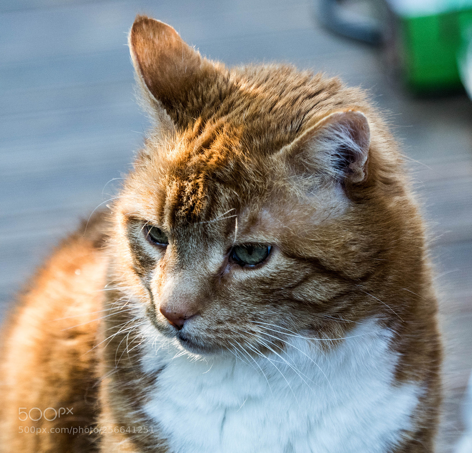Olympus OM-D E-M5 II sample photo. Olympus digital camera photography