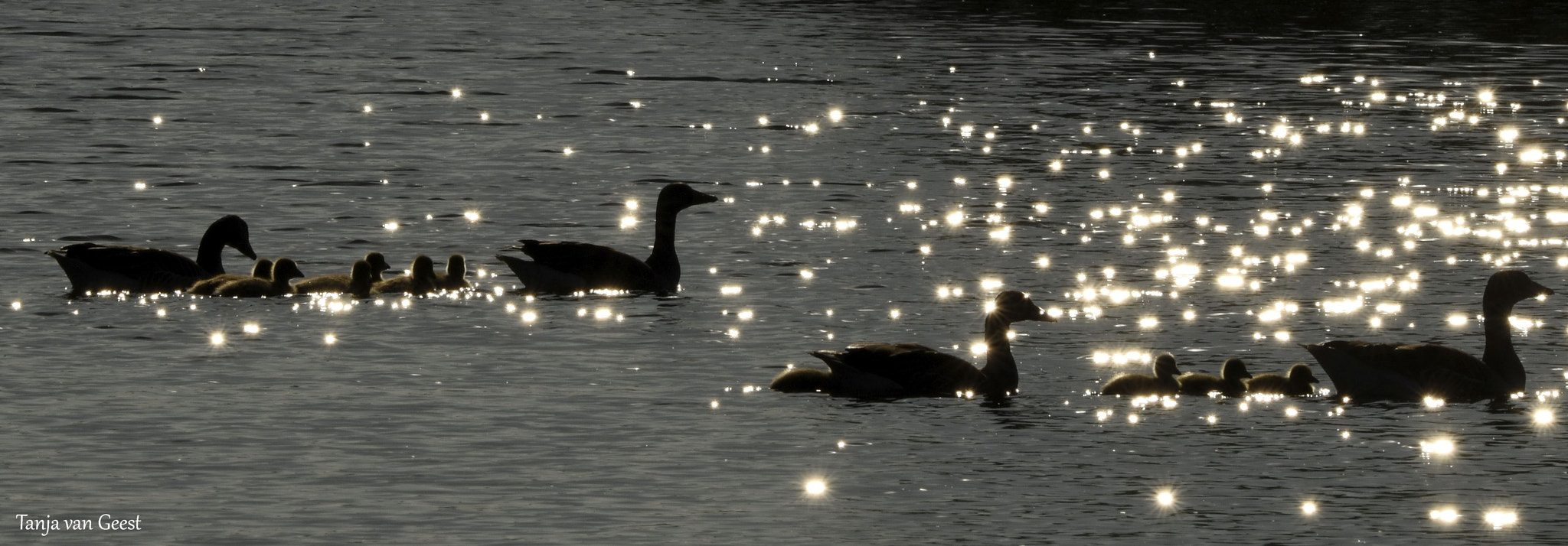 Nikon D5500 sample photo. Geese with backlight photography