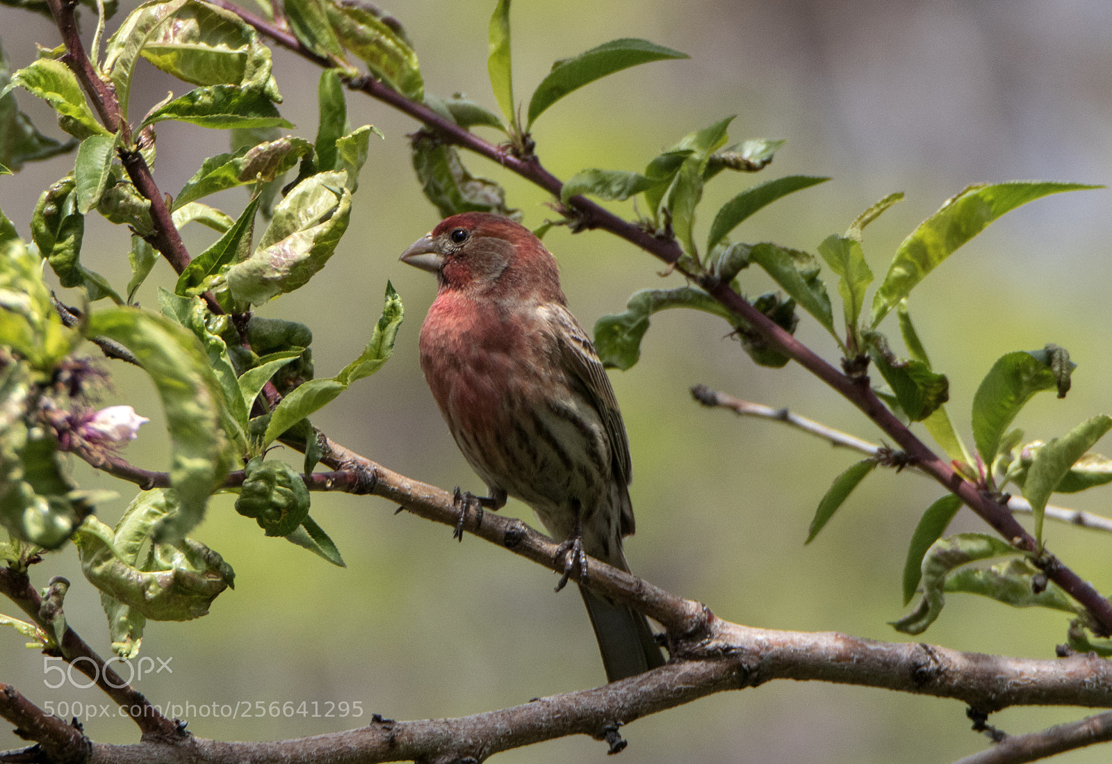 Canon EOS 80D sample photo. Purple finch in the photography