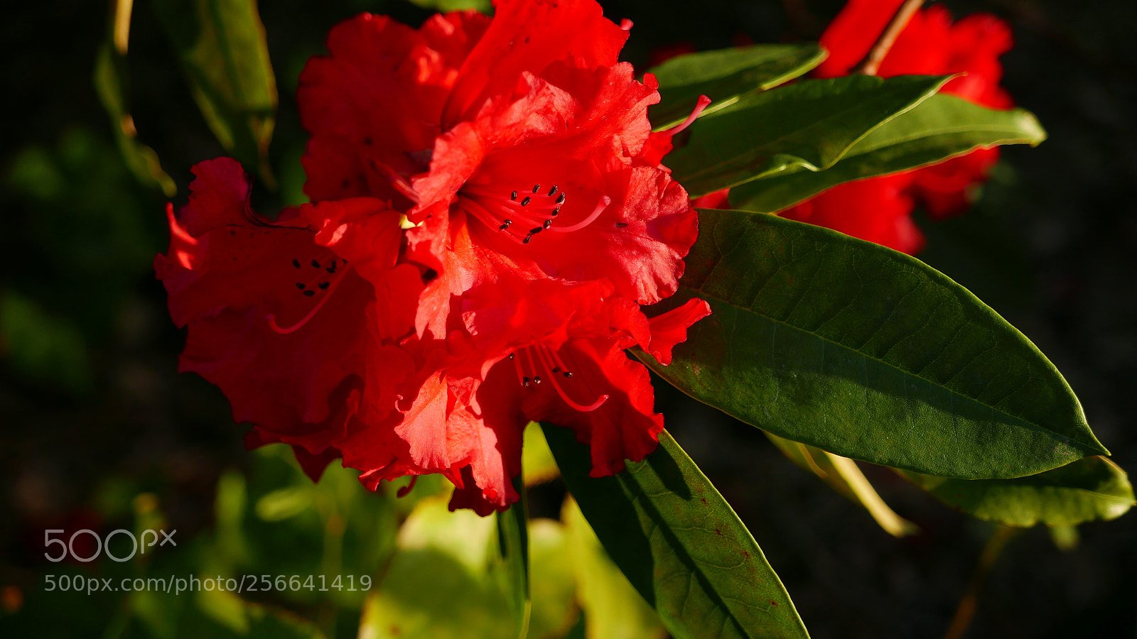 Panasonic Lumix DMC-LX100 sample photo. Fire red photography