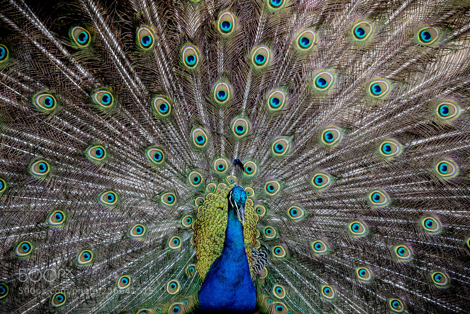 Nikon D5500 sample photo. Peacock photography