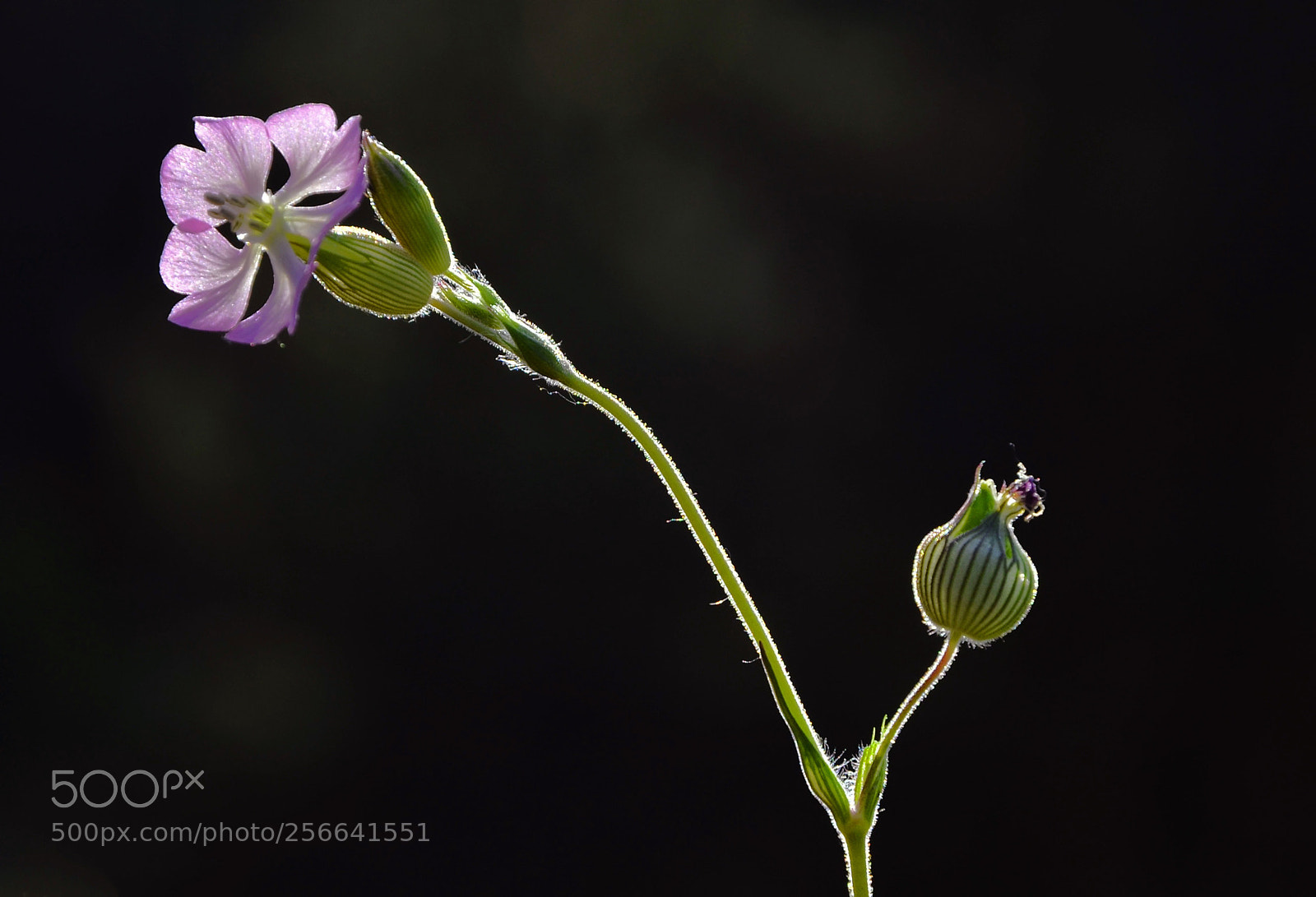 Nikon D7000 sample photo. In the dark photography