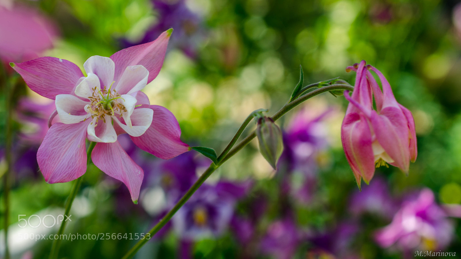 Nikon D7000 sample photo. *** photography