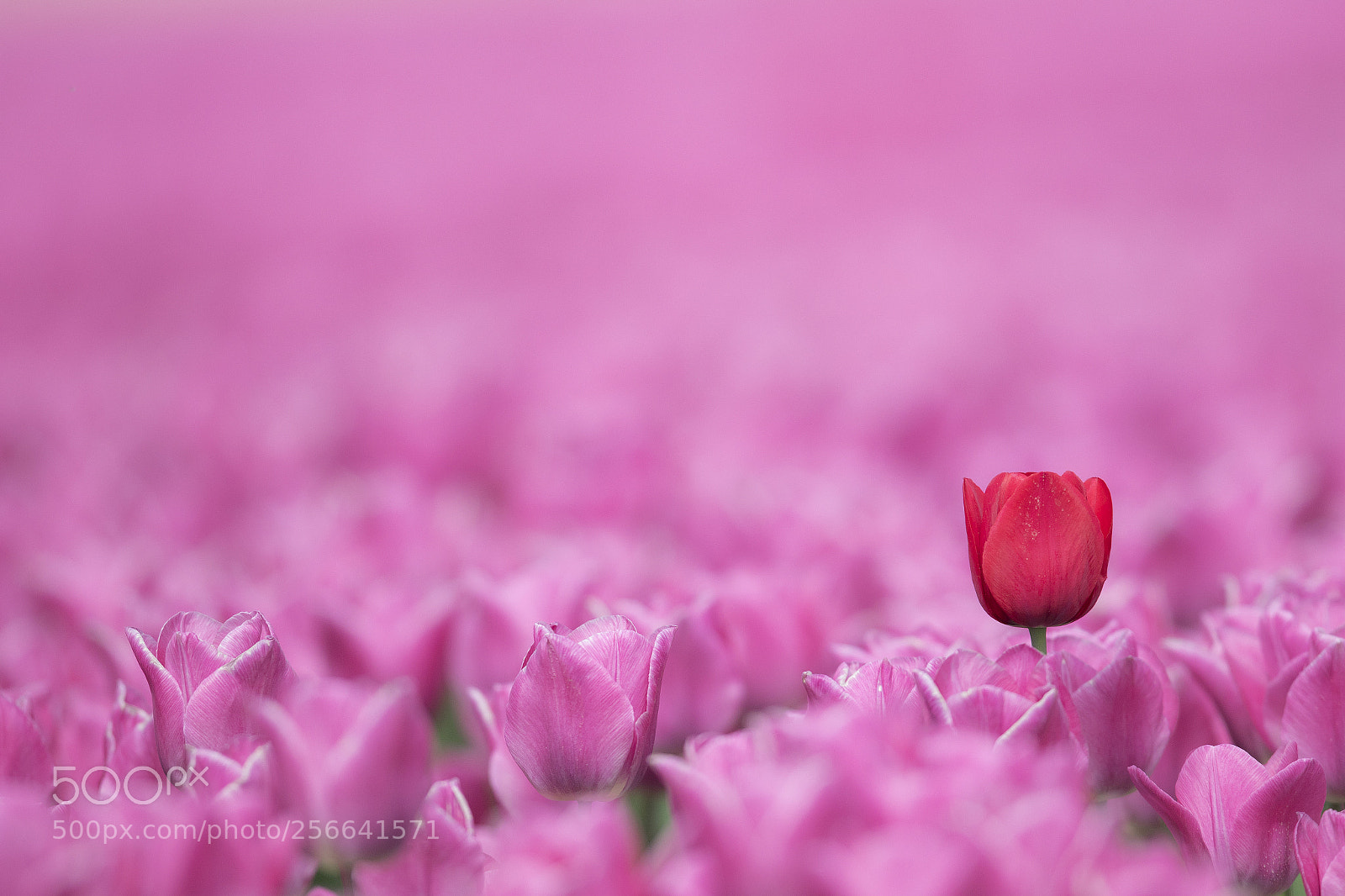 Canon EOS 7D Mark II sample photo. Lonely tulip iii photography