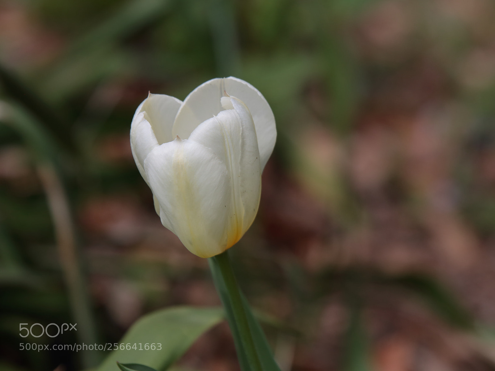 Canon EOS 70D sample photo. Tulips photography