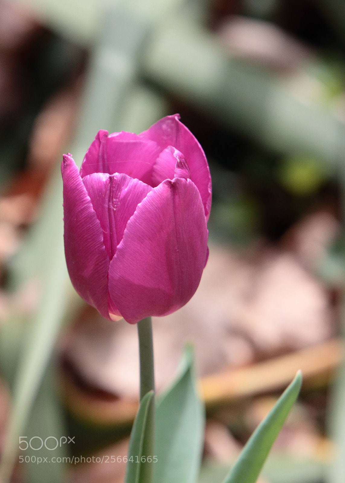 Canon EOS 70D sample photo. Tulips photography