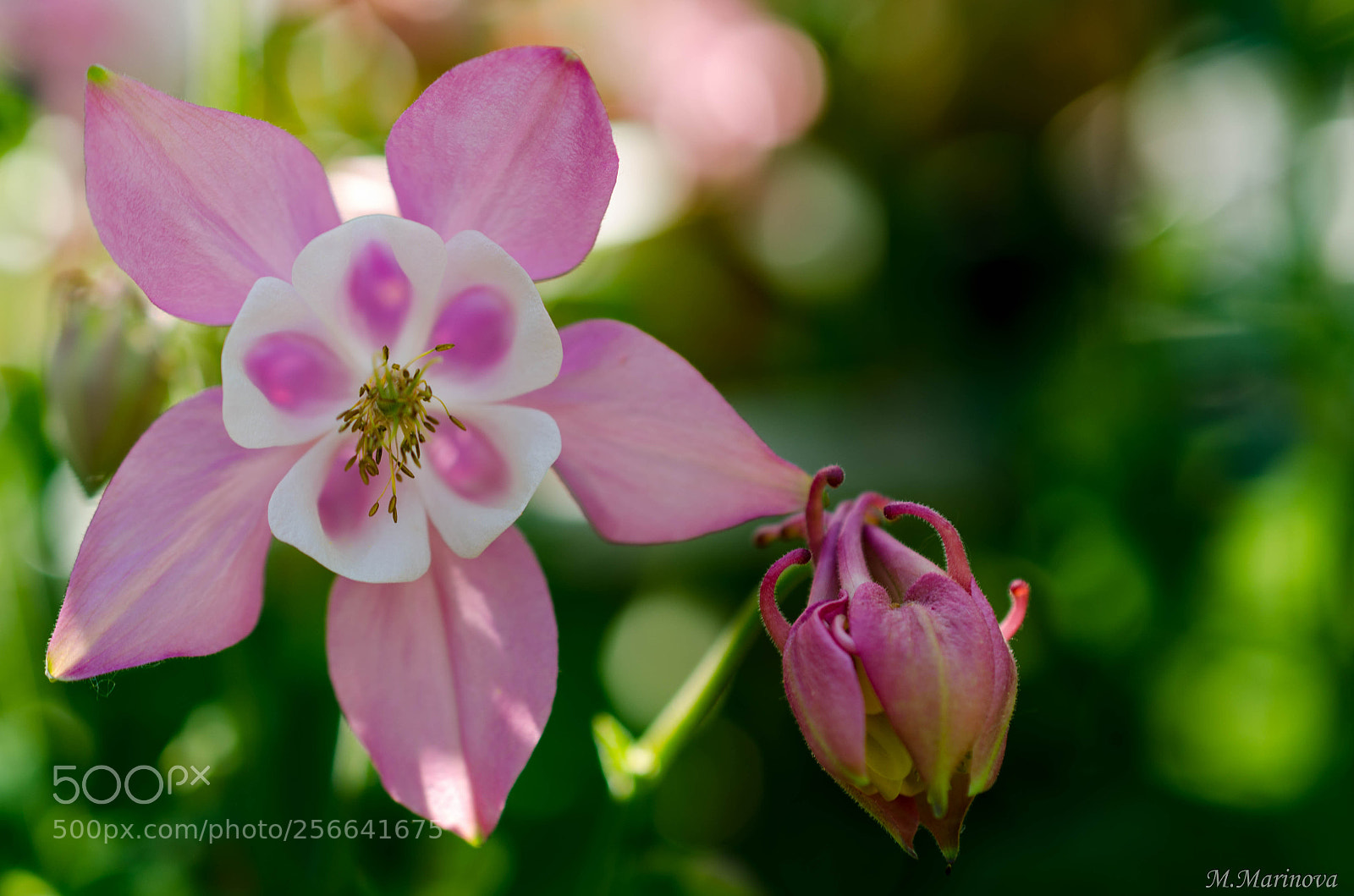 Nikon D7000 sample photo. Mmp photography